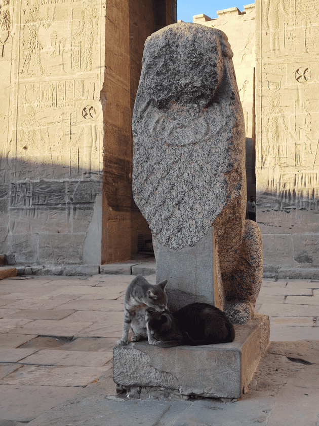 Cat in Philae Temple