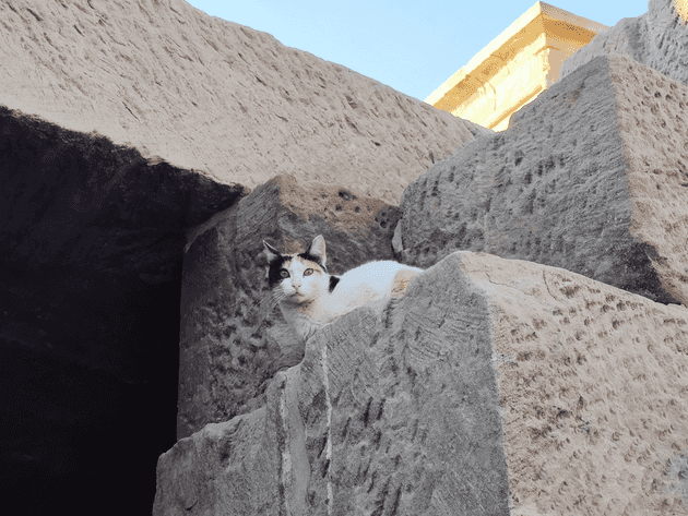 Cat in Philae Temple