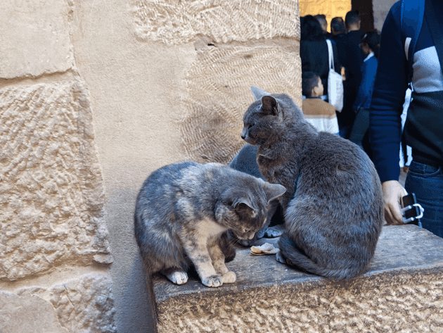 Cat in Philae Temple